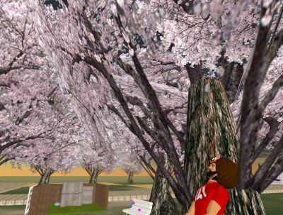 桜に乗って